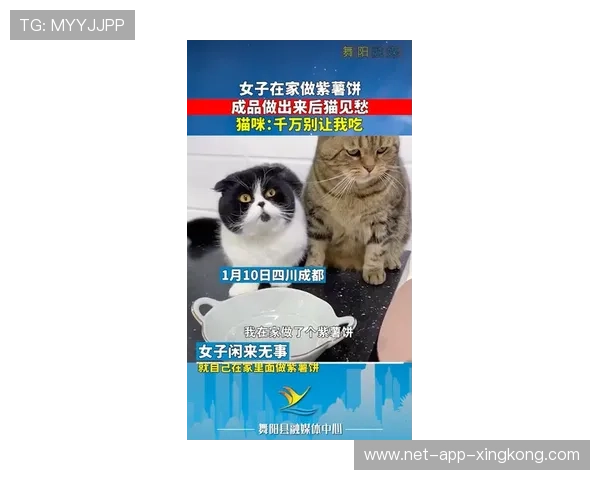 解析“紫猫”的切入技巧:在职业场上如何精准切死后排?